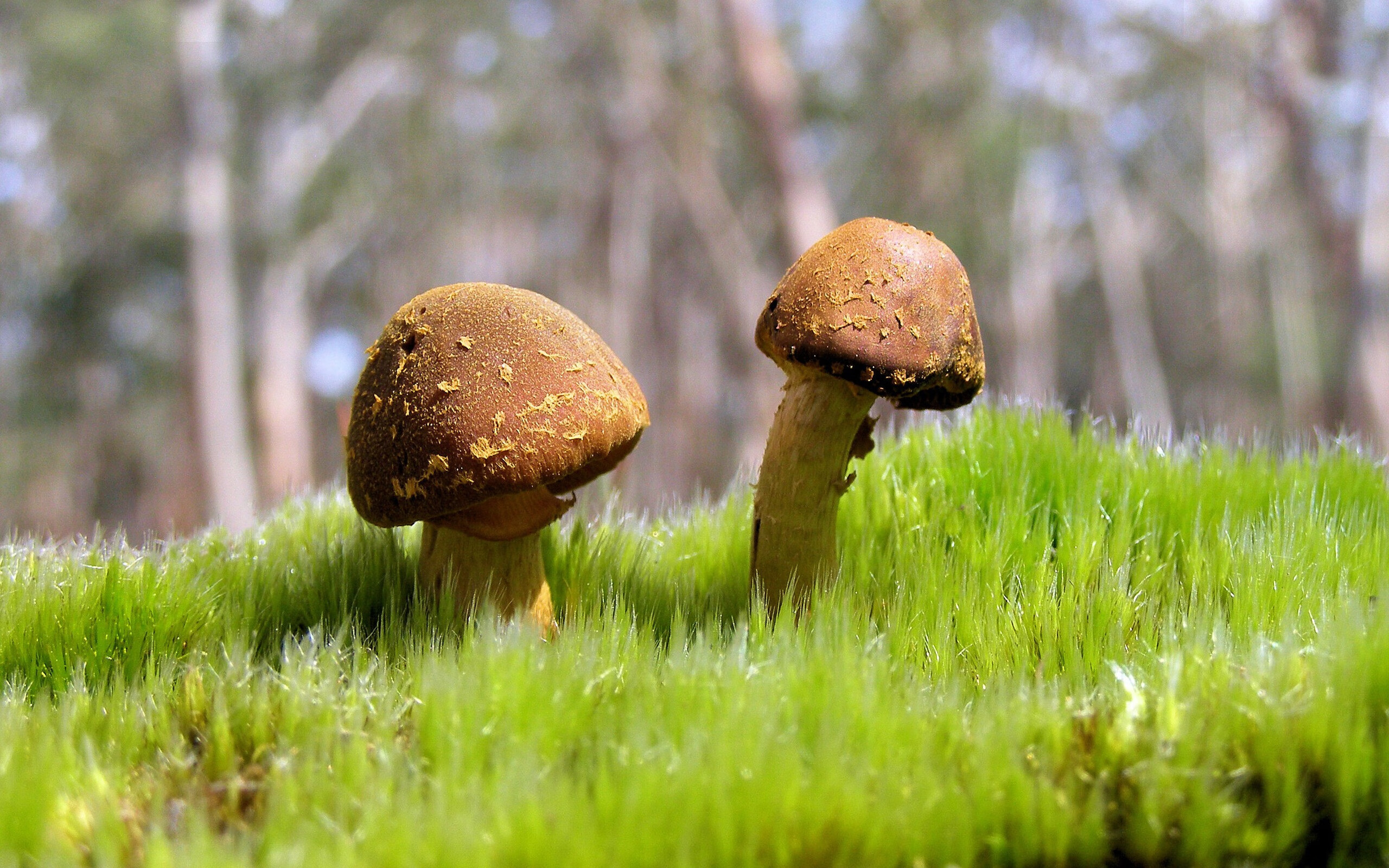 开云网址入口-鹈鹕训练中模拟关键球提升球员应对能力，鹈鹕战术