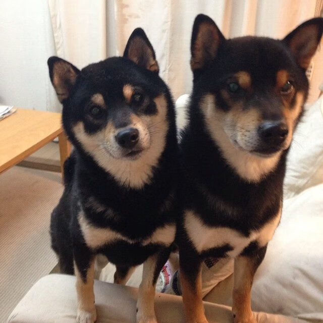 开云官方-麦肯齐：凭借快速的节奏和精准的长传，他成为全黑队反击战术的核心